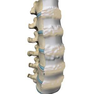 Spine